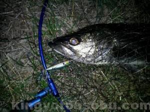 rps20120313_170345_161