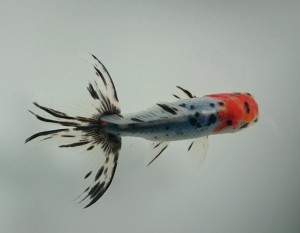 rps20140830_163726_423