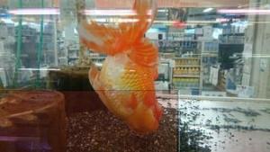 rps20151013_120739_948-thumbnail2