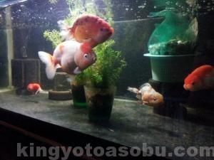 rps20130626_203720