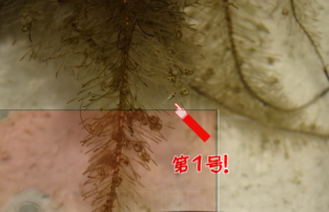 mR5RQf6O_qz_1zu1460622859_1460623076
