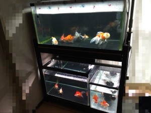 IMG_5237[1]