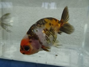 DSC02755