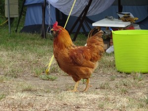 DSC03302