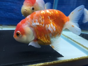 img_90141