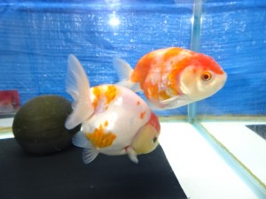 img_90381
