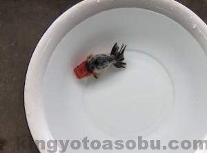 bdypazbr63g67c_1481370131_1481370210