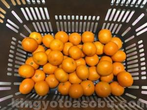 img_28231