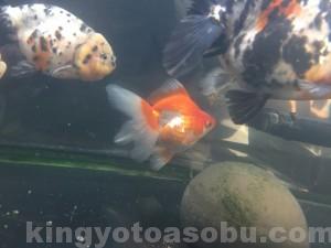 IMG_5487[1]