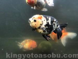 IMG_6185[1]