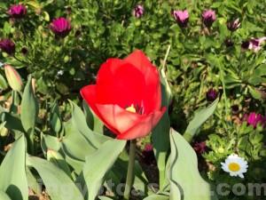 IMG_6219[1]