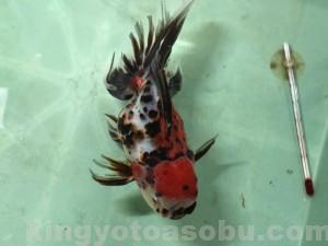 IMG_6354[1]