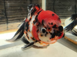 IMG_2604[1]