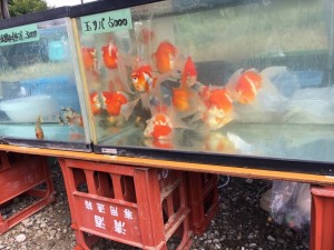 IMG_3245[1]