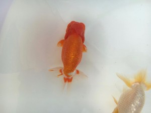 IMG_3249[1]