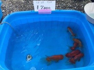 IMG_3257[1]
