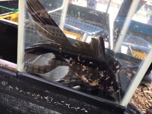 IMG_3277[1]