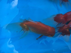 IMG_3280[1]