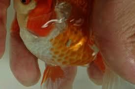 金魚の鱗（ウロコ）の再生過程。果たして綺麗に生えるのか？
