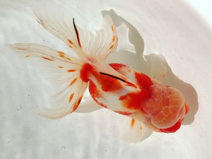 IMG_1856