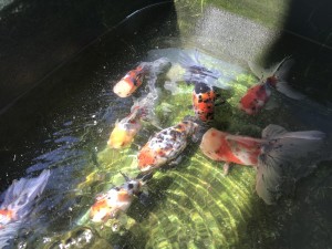 IMG_7122[1]