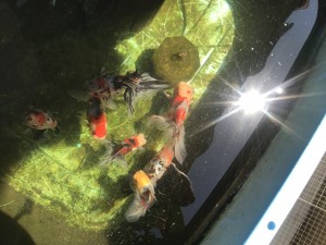 IMG_7139[1]