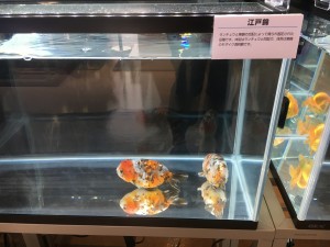 IMG_7586[1]