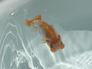 IMG_8337